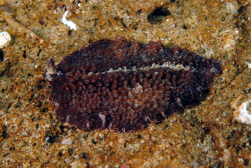 Yungia aurantiaca, Pseudoceros maximus, Thysanoon brochii